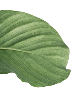 Plantas Guanabara